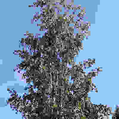 jopa
